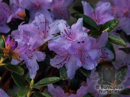 RHODODENDRON 'Moerheim'  