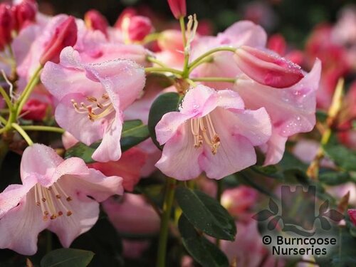 RHODODENDRON 'Moonstone'  