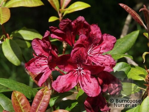 RHODODENDRON 'Moser's Maroon'  