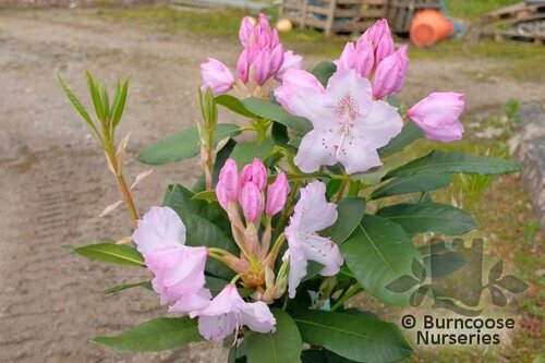 RHODODENDRON 'Mrs Charles Pearson'  