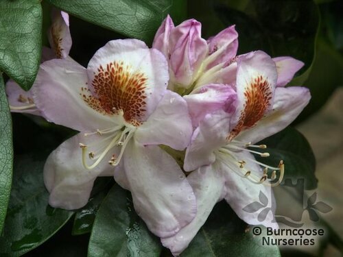 RHODODENDRON 'Mrs T.H. Lowinsky'  