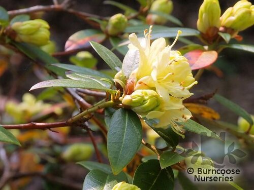 RHODODENDRON 'Nancor'  