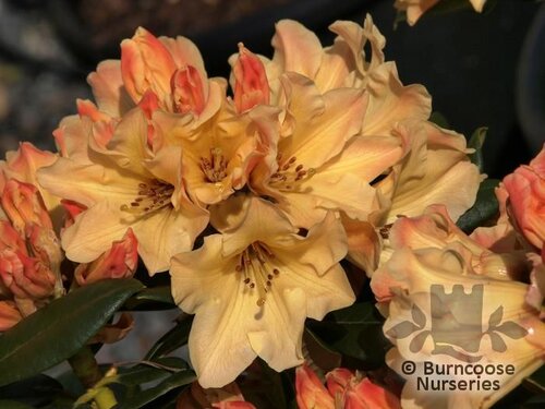 RHODODENDRON 'Nancy Evans'  