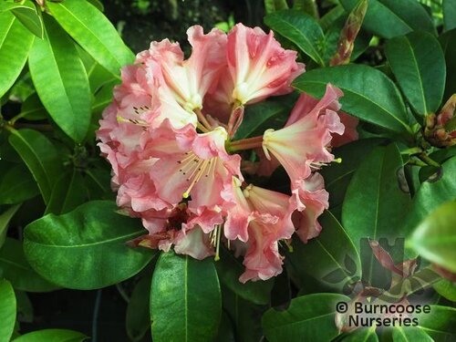 RHODODENDRON 'Naselle'  