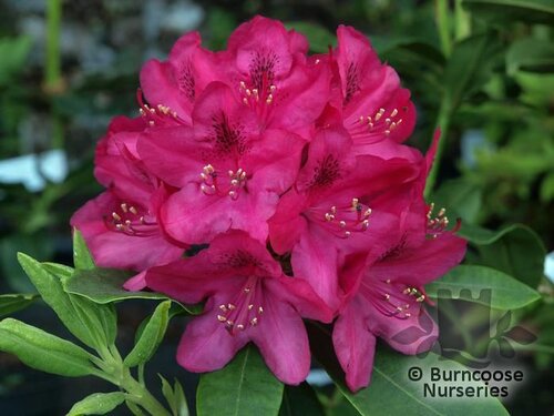 RHODODENDRON 'Nova Zembla'  