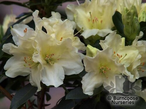 RHODODENDRON 'Patty Bee'  