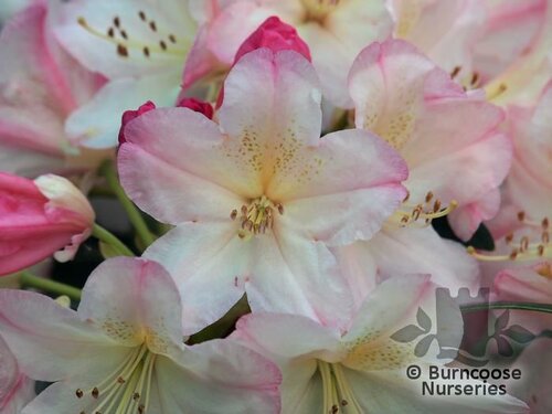 RHODODENDRON 'Percy Wiseman'  
