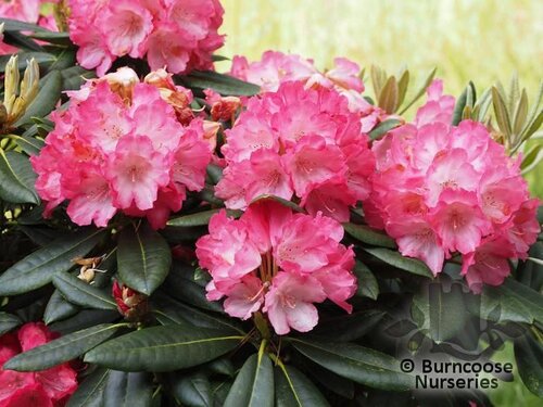 RHODODENDRON 'Polaris'  