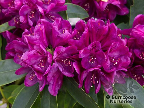 RHODODENDRON 'Polar Night'  