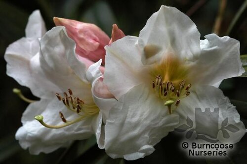 RHODODENDRON polyandrum  
