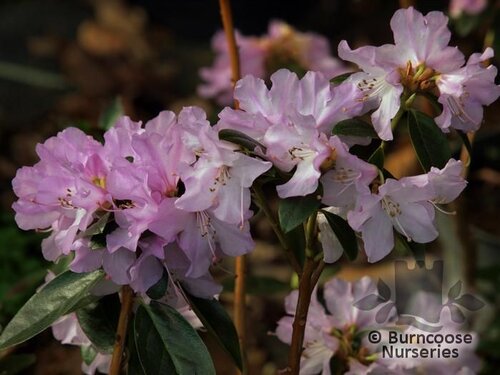 Rhododendron 'Praecox'