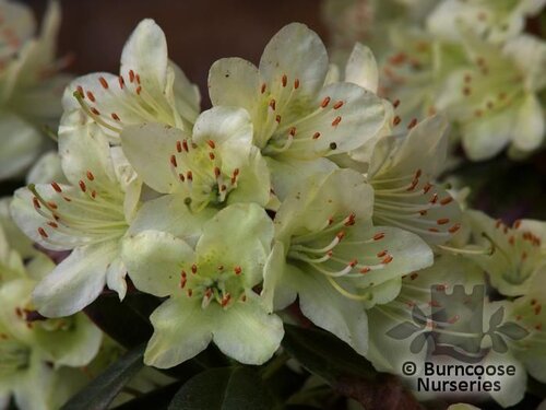 RHODODENDRON 'Princess Anne'  