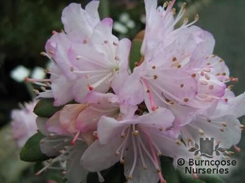 RHODODENDRON racemosum  