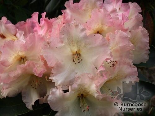 RHODODENDRON 'Rwain'  