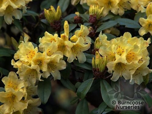 RHODODENDRON 'Saffron Queen'  