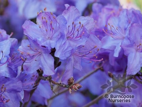 RHODODENDRON 'Saint Tudy'  