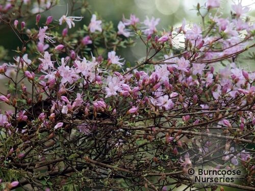 RHODODENDRON serpyllifolium  