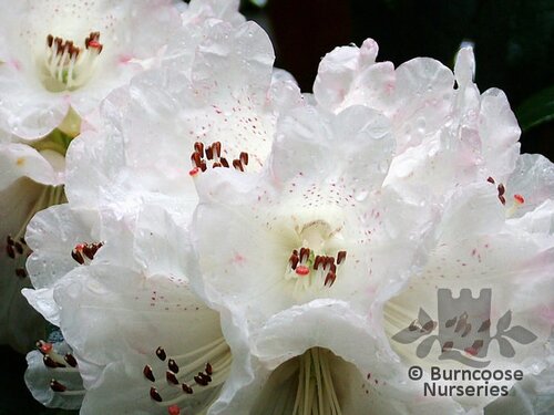 RHODODENDRON 'Sir Charles Lemon'  