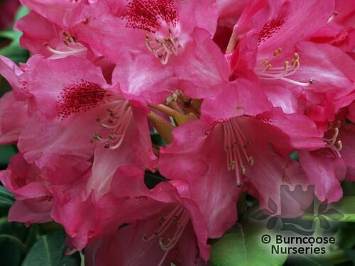 Rhododendron 'Sneezy'