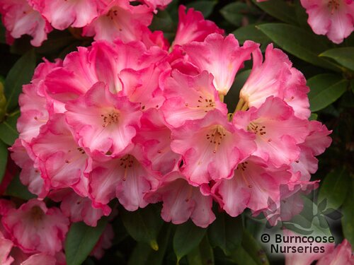 RHODODENDRON 'Surrey Heath'  