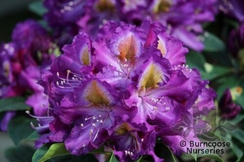 RHODODENDRON 'Tamarindos'  