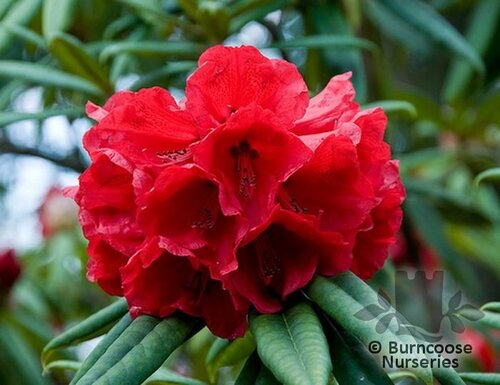 RHODODENDRON 'Taurus'  