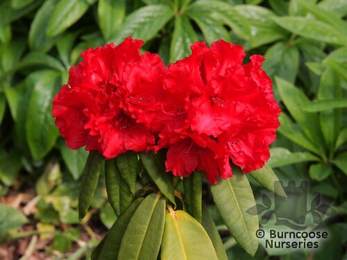 Rhododendron 'Taurus' from Burncoose Nurseries RHODODENDRON HYBRIDS