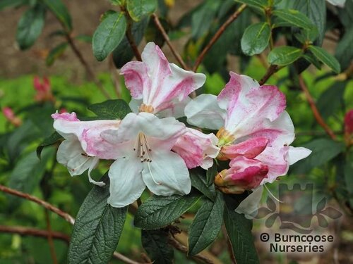 RHODODENDRON 'Tinkerbird'  