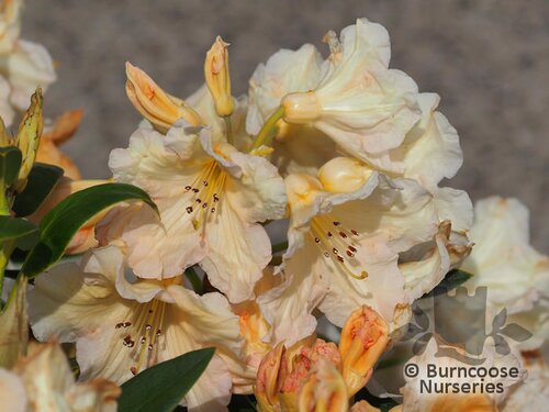 RHODODENDRON 'Tortoiseshell Champagne'  
