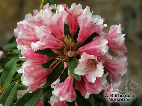 RHODODENDRON 'Wee Bee'  
