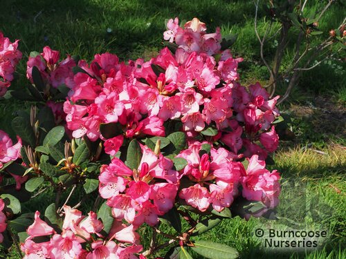 RHODODENDRON 'Wine and Roses'  