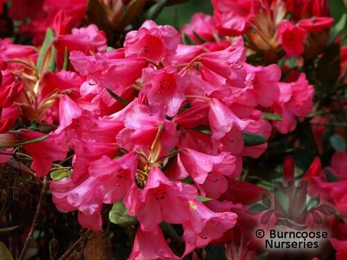 RHODODENDRON 'Winsome'  