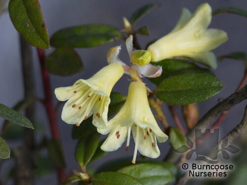 RHODODENDRON 'Yellow Hammer'  