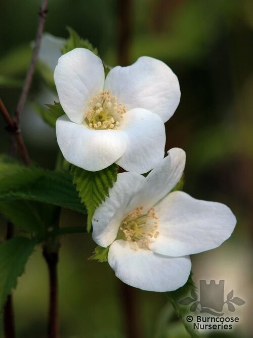 RHODOTYPOS   