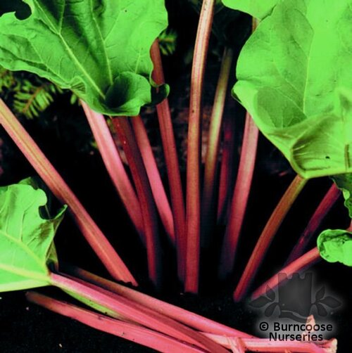 RHUBARB   