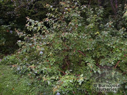 RHUS aromatica  