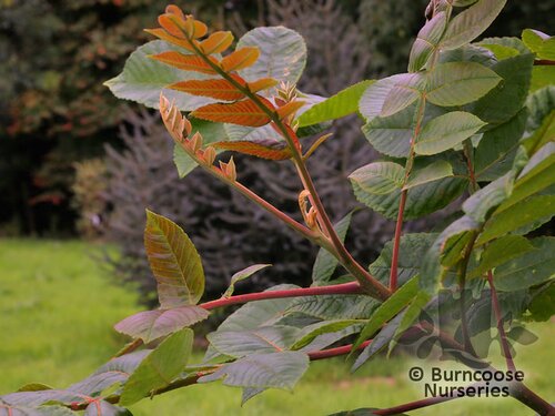 RHUS chinensis  