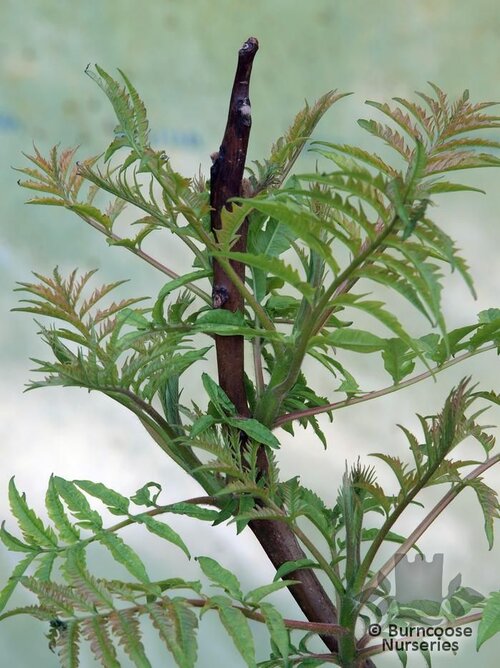RHUS glabra 'Laciniata' 