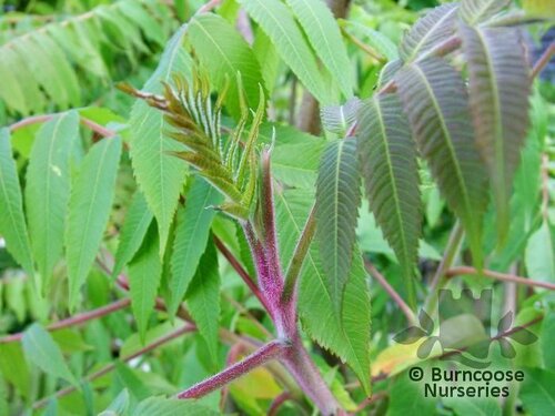 RHUS   