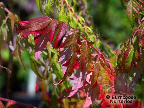 RHUS typhina 'Dissecta' 