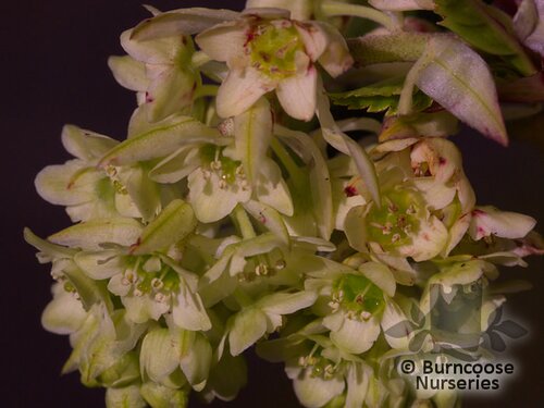 RIBES laurifolium  
