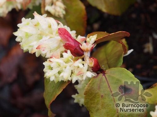 RIBES laurifolium 'Amy Doncaster' 