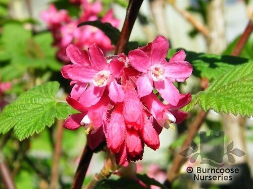RIBES sanguineum 'King Edward VII' 