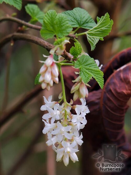 RIBES sanguineum 'White Icicle' 