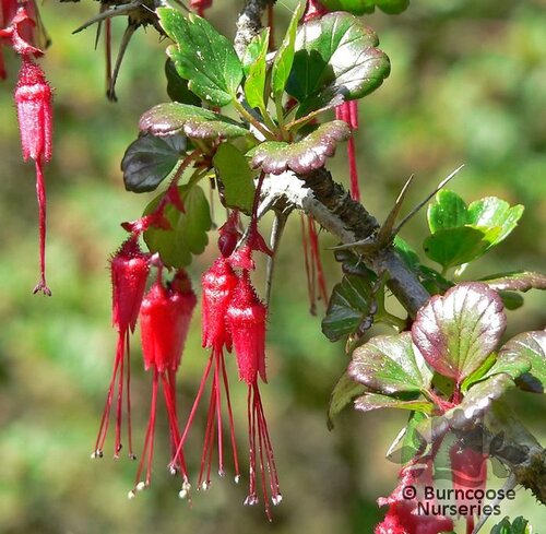 RIBES speciosum  