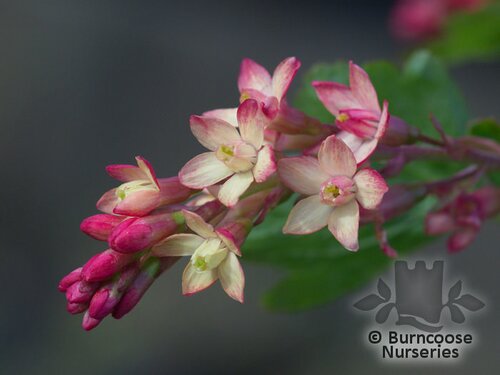 RIBES x gordonianum  