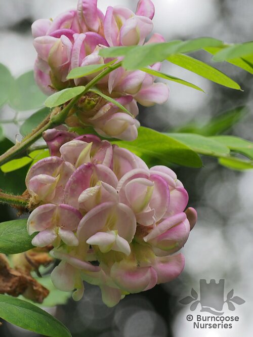 ROBINIA x slavinii 'Hillieri' 