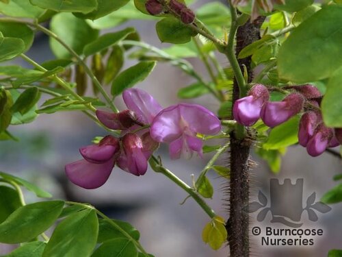 ROBINIA hispida  