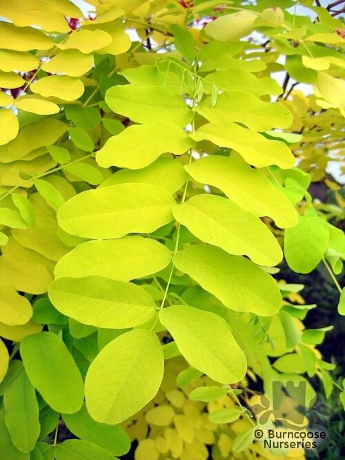 ROBINIA pseudoacacia 'Frisia'  
