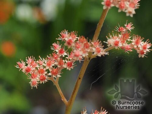 RODGERSIA aesculifolia  